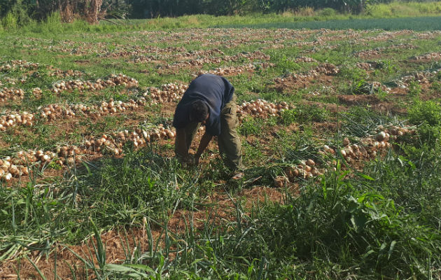 Desde diciembre ellos vienen trabajando en la cebolla. Foto: Elena Valdez.