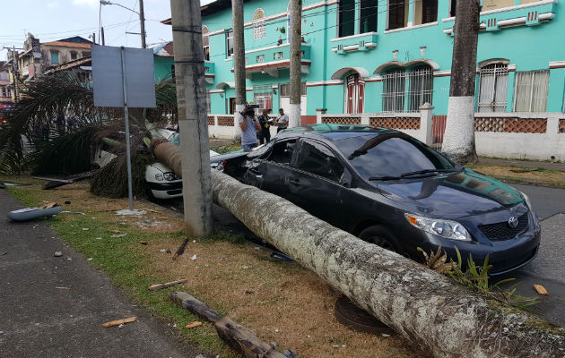¡Estruendo! Cae palmera sobre autos y tendido eléctrico