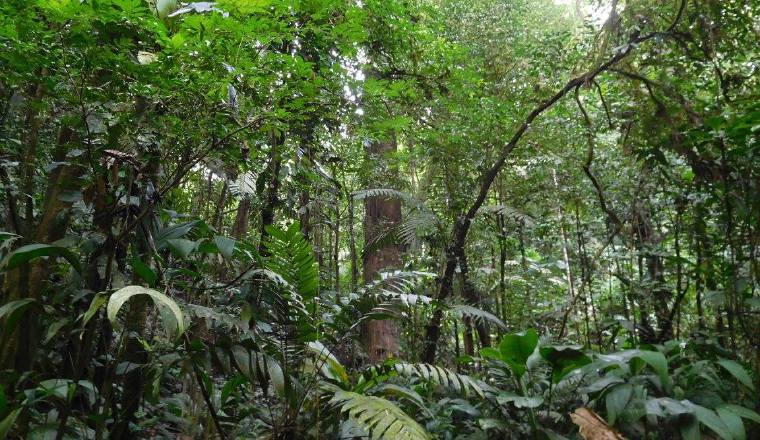 Ignacio Zea Monteza ha hecho estudios en el área este de Panamá. Ignacio Zea Monteza ha hecho estudios en el área este de Panamá. /Foto: Facebook