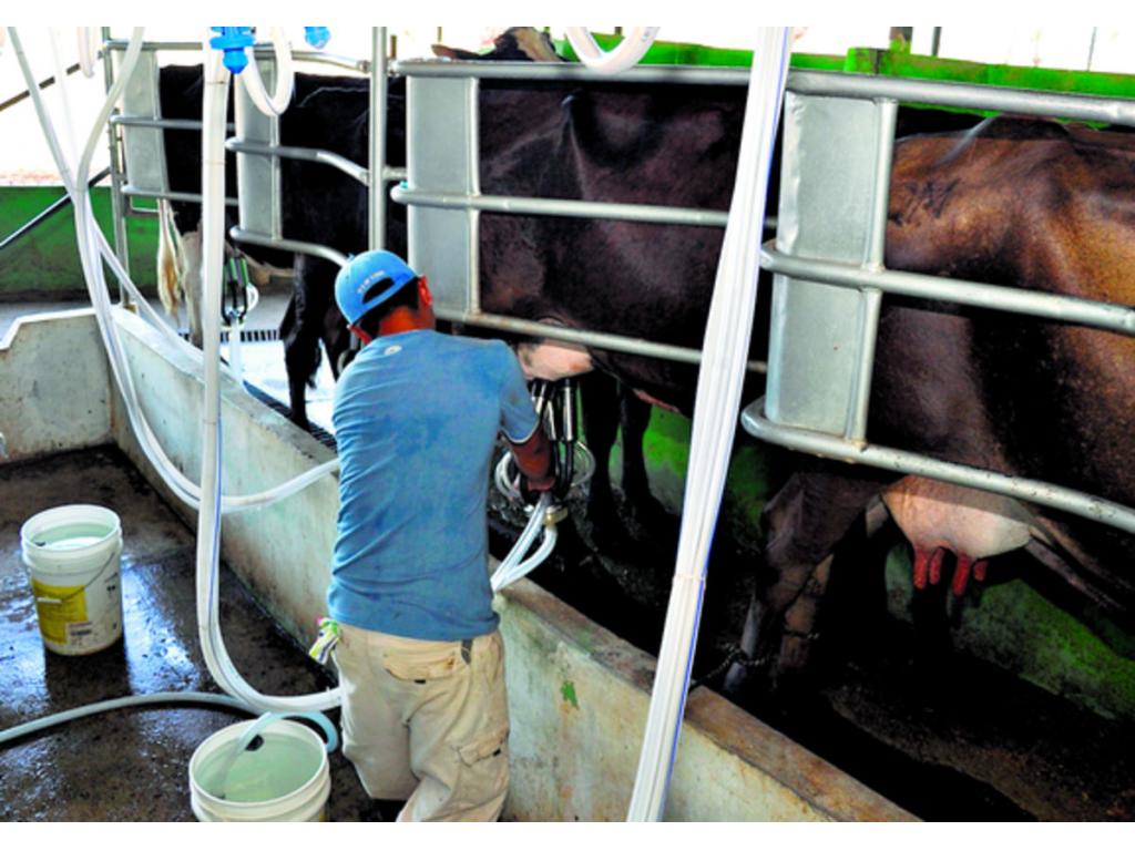 Hay un déficit de 100 millones de litros de leche en el país. Foto/Archivo