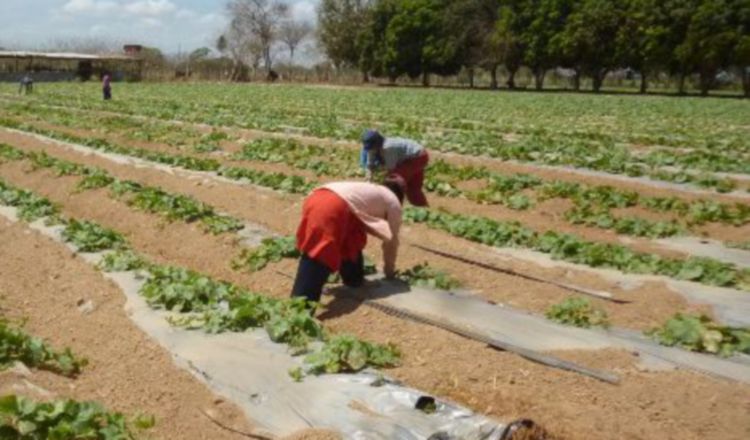 Los agricultores piden ayuda. /Foto Archivo