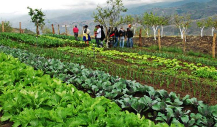 El organismo internacional asegura que puede mejorar la producción mundial. Cortesía