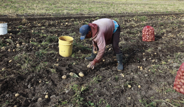 Arroz, maíz y cebolla son los productos que más se importan. Archivo