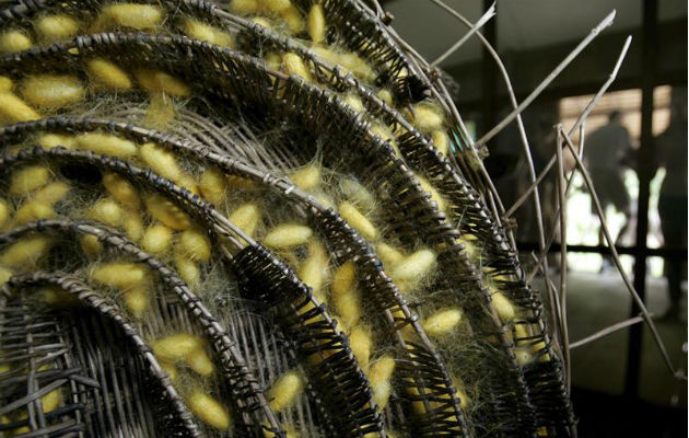 Una canasta con capullos de gusanos de seda en un centro de la provincia Siem Reap . Foto: EFE