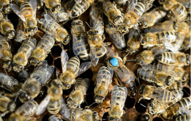 Se observa un enjambre de abejas en un contenedor. Foto: EFE