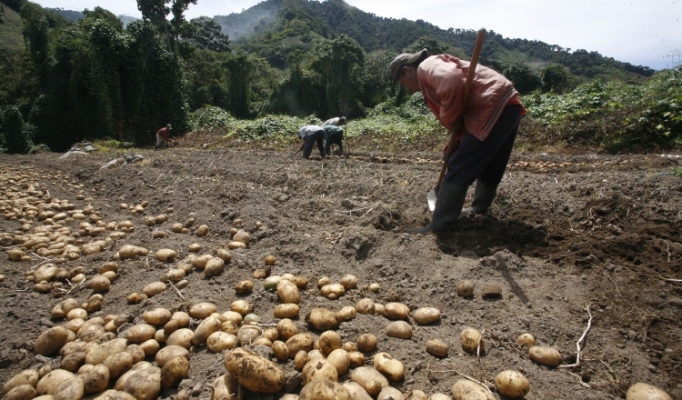 Productores afirman que tienen que competir con la papa importada, que no está regulada. Archivo