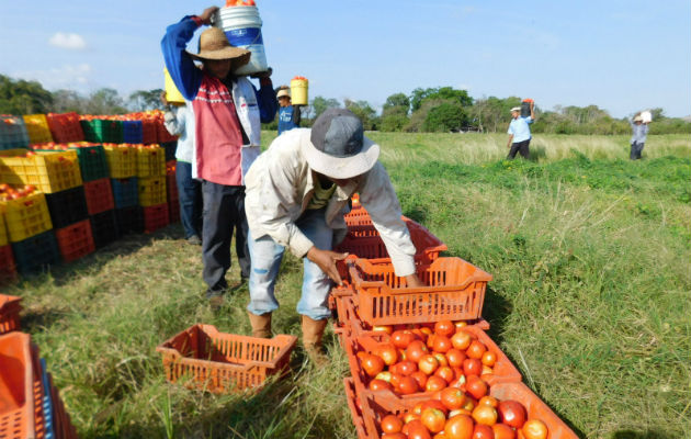 La producción de tomate más afectada es la de Tonosí.Foto: Zenaida Vásquez