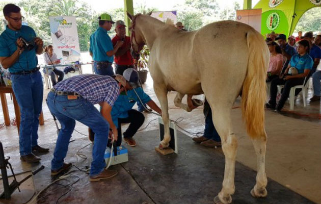 Los médicos veterinarios señalan que las autoridades no dicen la verdad.  