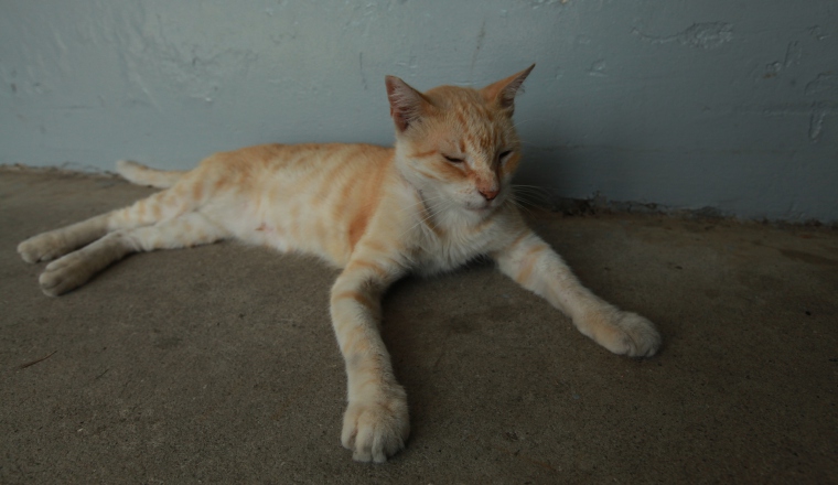 La pequeña felina tiene tan buen carácter que se deja acariciar de todos. De hecho tres fanáticos han intentado llevársela.