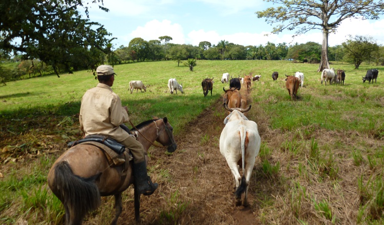 La comercialización de la  carne bovina, porcina y avícola se puede ver afectada si los médicos veterinarios cumplen con estar presentes en el proceso de sacrificio. Archivo