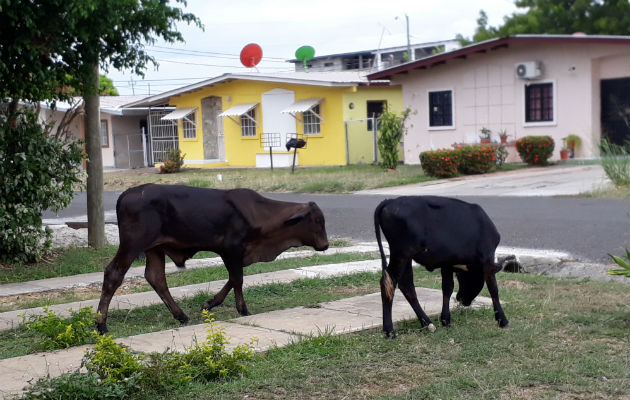 La población está aburrida de ver al ganado pastando en su jardín. Foto/ Thays Domínguez