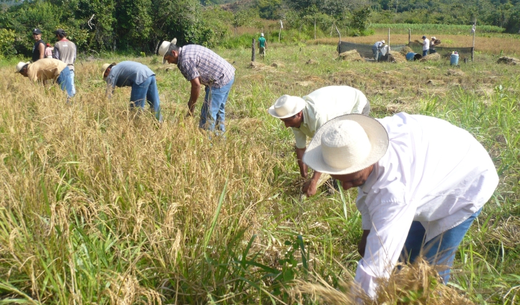 En Panamá, el consumo anual per cápita de arroz blanco se calcula en unas 154.32 libras. /Foto Archivo