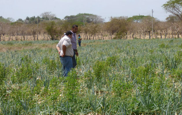 El ISA indemnizará a los productores que aseguraron su cosecha. Foto: Thays Domínguez. 