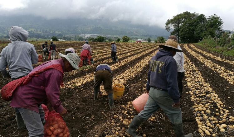 Productores se han visto afectados por importaciones. Cortesía