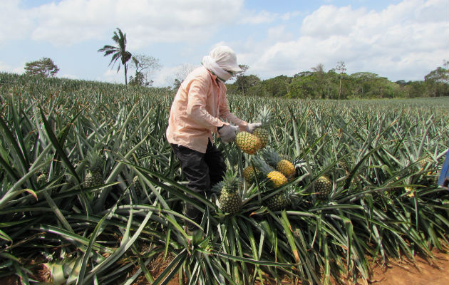 Un productor de piña, en su labor. Foto: Eric Ariel Montenegro.  