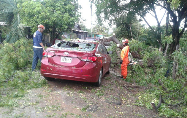 Árbol se desploma y cae sobre un vehículo en Chitré, sus ocupantes salen ilesos