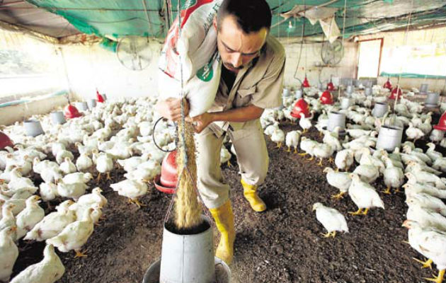 El subsector avícola es el que representa el más alto valor bruto con respecto a otros