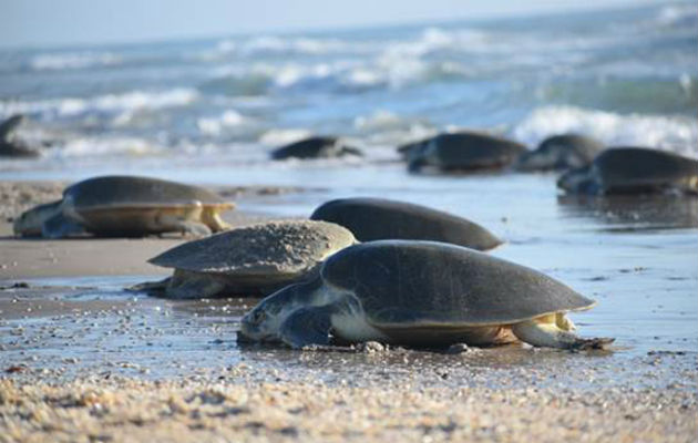 La tortuga lora se encuentra en peligro de extinción desde 2010 junto a la tortuga golfina, según indica la norma oficial mexicana. FOTO/EFE