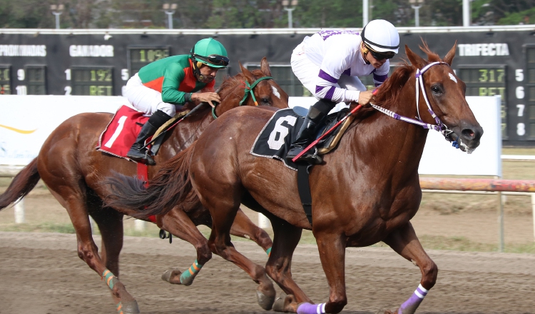 Tigre Mono hará su primera participación contra el primer grupo de caballos de Panamá. Lorenzo Lezcano será su jinete. /Foto David Beitía