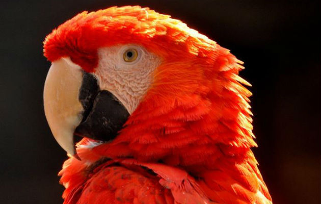 Un ejemplar de guacamaya, en ciudad de México. Foto: EFE