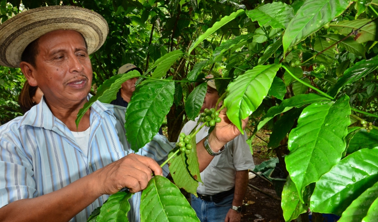 Los caficultores de esta región pretenden introducir al mercado la marca Cuencafé. Foto Eric Montenegro
