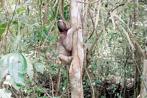 Su área de movilización es de un kilómetro cuadrado.