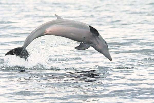 Estudio del estatus de conservación de los delfines en Bocas del Toro: estructura genética, ecotoxicología, acústica, hormonas reproductivas y estrés. /Foto Alexandra S. Guzmán Bloise.