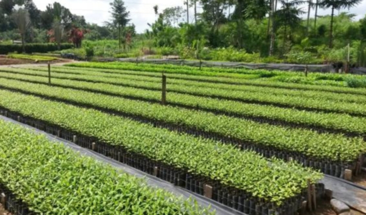 Plantas representan riesgo EFE