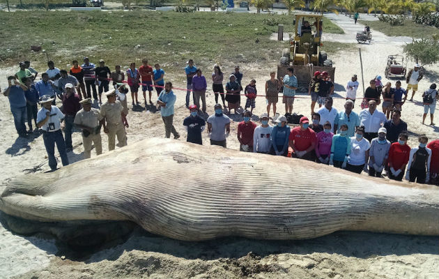 Ballena varada en Progreso, Yucatán. Foto: EFE.