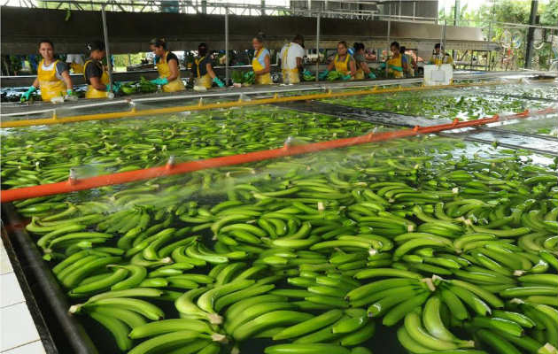 La importación de banano aumentó un 28.3% hasta marzo pasado