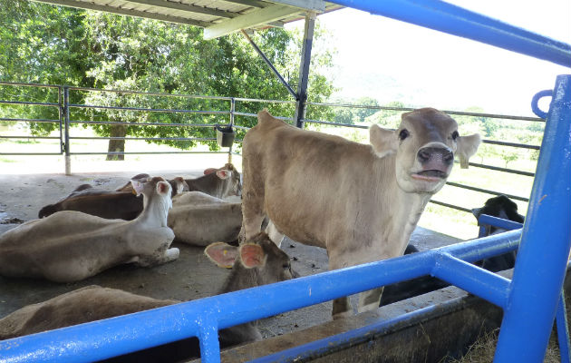 Los casos de fincas sospechosas se han disparado: Foto: José Vásquez.