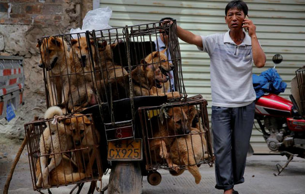 Un comerciante espera a sus clientes junto a varias perros metidos en jaulas. Foto: EFE