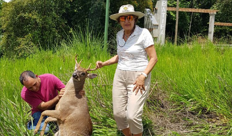 Intentan socorrer a animal atropellado. /Foto Cortesía