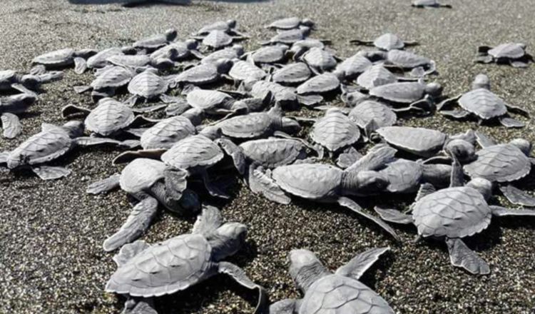 Tortugas liberadas. Foto: Fundación Agua y Tierra.