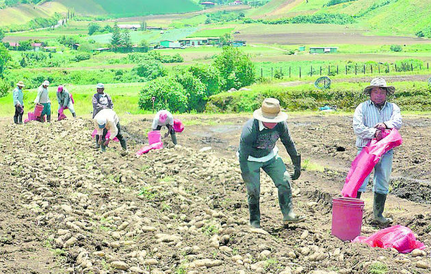 Los productores han manifestado que los TLC no les benefician