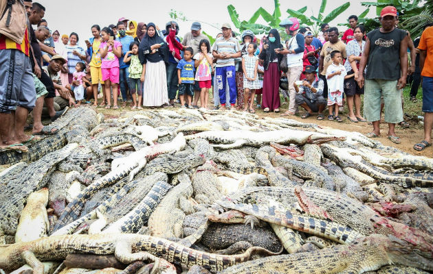 Residentes locales observan la montaña de cadáveres de cocodrilos. Foto: EFE 