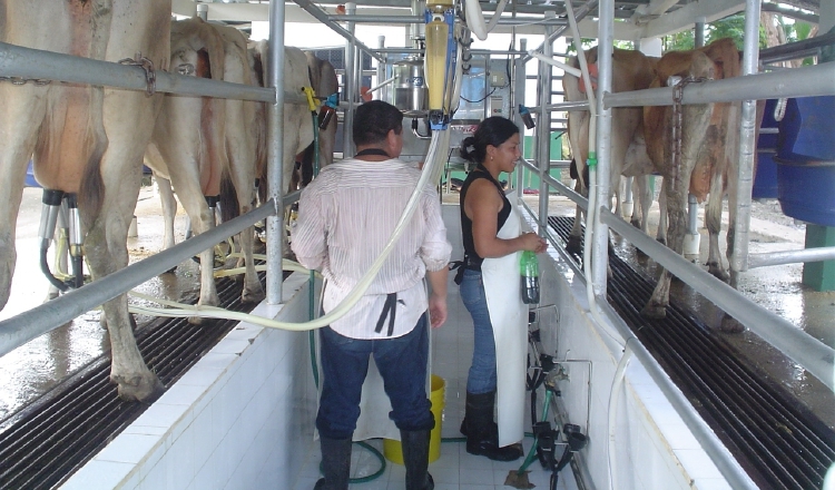 Varias empresas les han notificado de la disminución en el precio del litro de leche y se pueden sumar otras más en los próximos días. /Foto Archivo