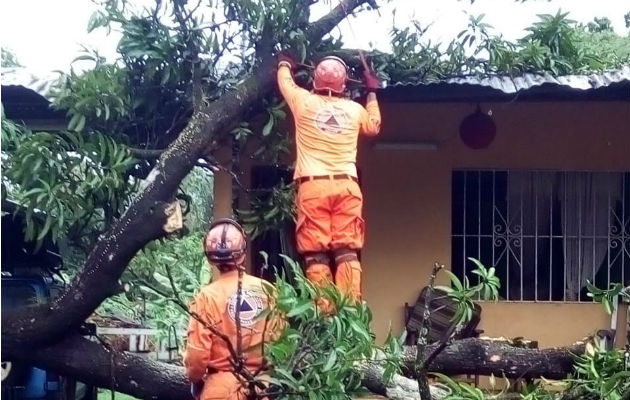 Bomberos cortan ramas de un árbol caído. Foto: Víctor Eliseo Rodríguez. 