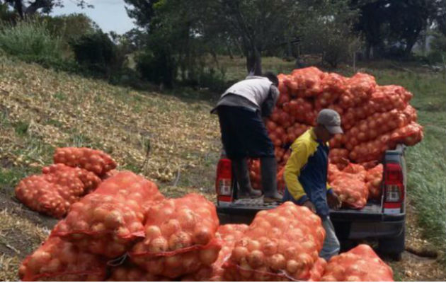 Cebolleros indican que los comerciantes no están preocupados por el consumidor