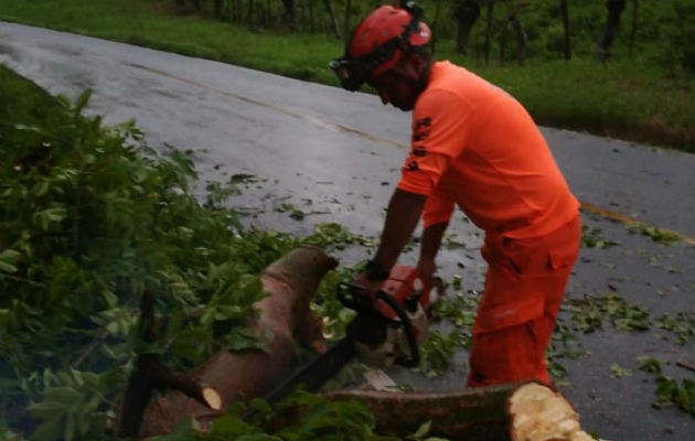 Cortan los árboles caídos en varias áreas del sector oeste. 