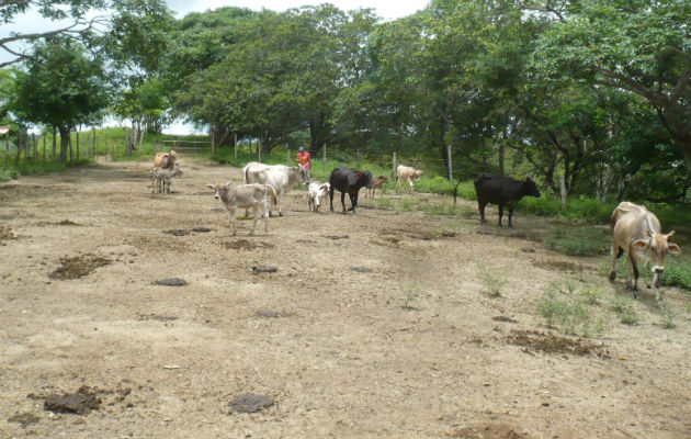 Animales sufren la carestía de agua. Foto: EPASA