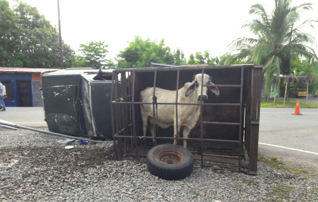 El ganado era trasladado de una finca a otra. Foto: José Vásquez.  