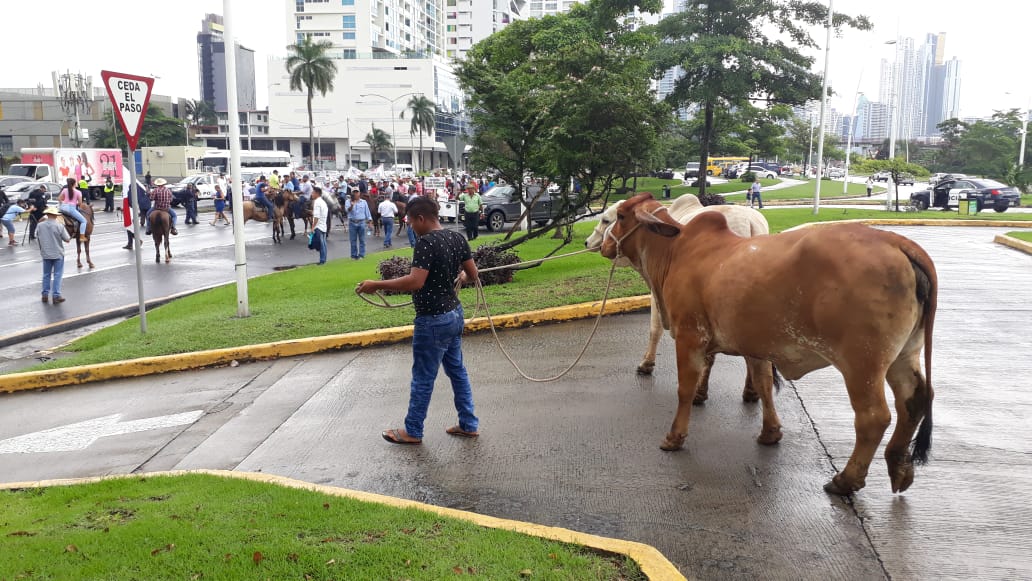 Caballos y vacas fueron sacados de los campos a la ciudad capital. 