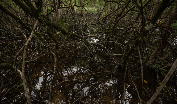 Los manglares protegen durante eventos climáticos extremos. Cortesía