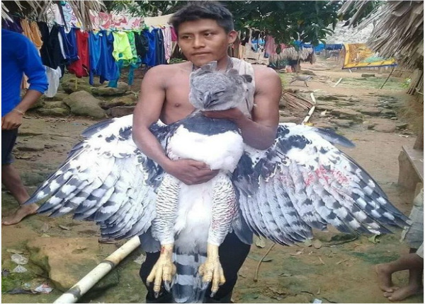 Águila Harpía herida nunca llegó a la veterinaria de Summit | Panamá América