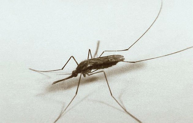 El mosquito