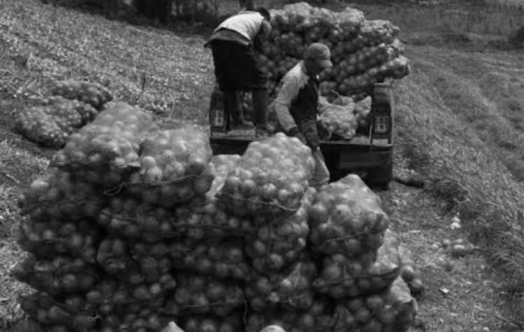 La importación de cebolla les impide colocarla en el mercado local.