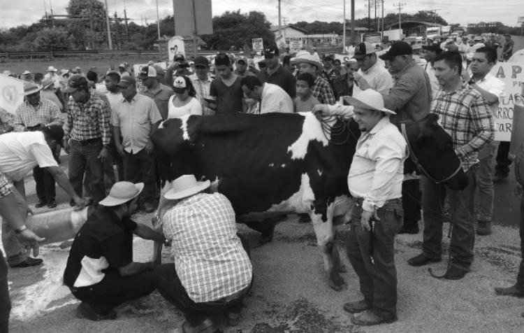 Con leche y arroz sobre la Interamericana, productores panameños protestaron.