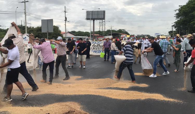 Productores de arroz de las provincias de Herrera, Coclé y Veraguas, tiraron varios quintales del grano en cáscara sobre la vía Interamericana en el tramo de Divisa. /Foto Víctor Eliseo Rodríguez
