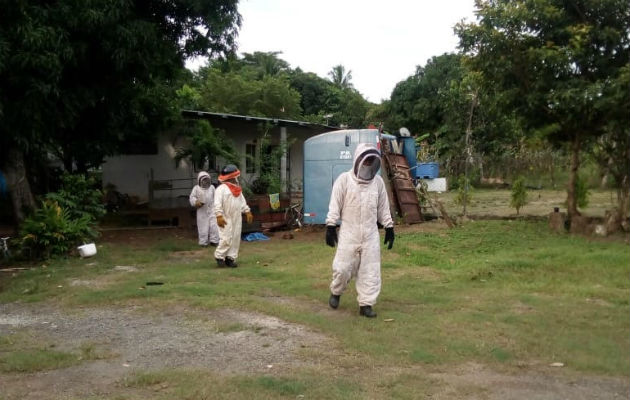 Se pudo constatar la existencia de otros enjambre de abejas. Foto: Víctor Rodríguez. 